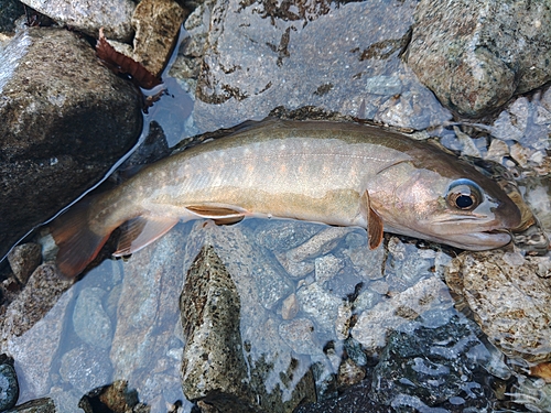 イワナの釣果