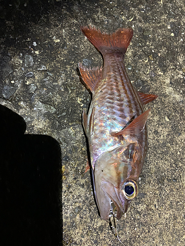 ネンブツダイの釣果