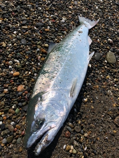 サクラマスの釣果