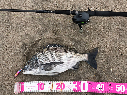 クロダイの釣果