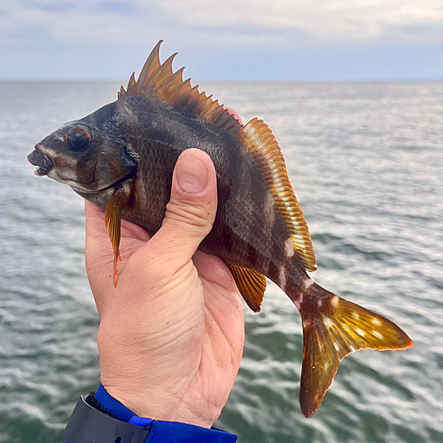 タカノハダイの釣果