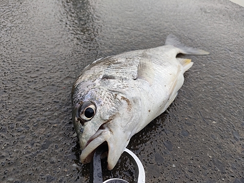 キビレの釣果