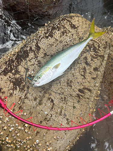 ハマチの釣果