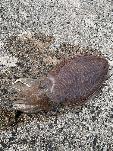 コウイカの釣果