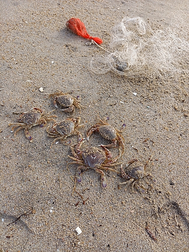 ヒラツメガニの釣果