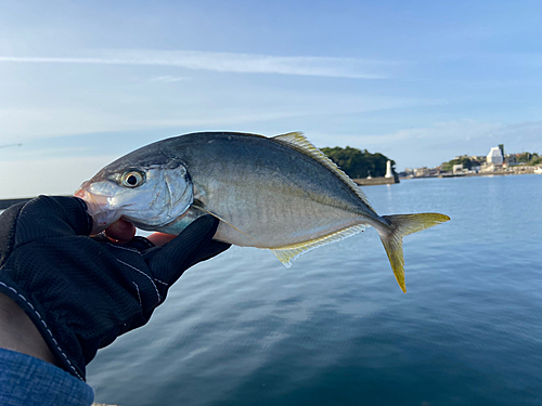 シマアジの釣果