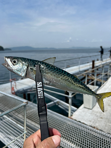 サバの釣果