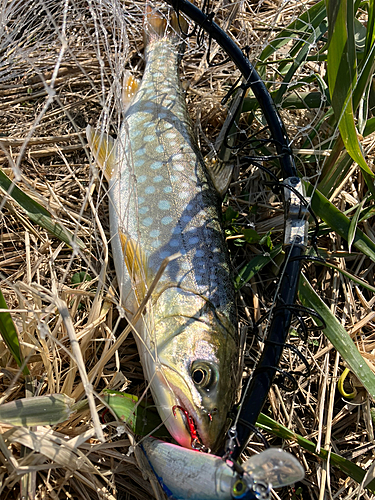 アメマスの釣果