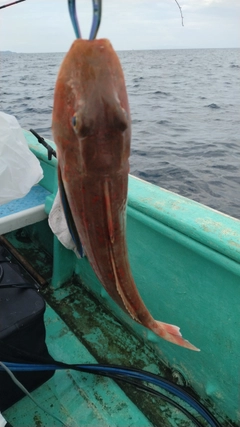 ホウボウの釣果