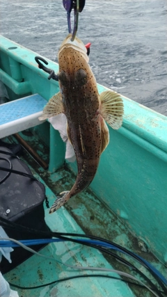 ワニゴチの釣果