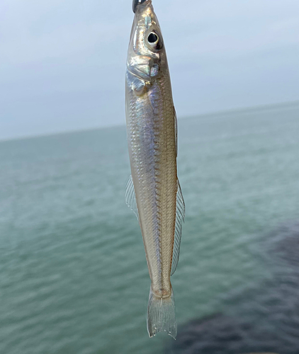 シロギスの釣果