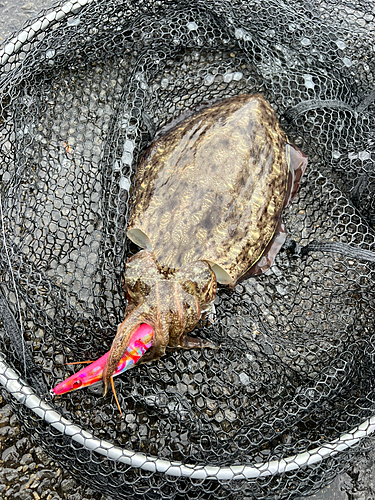 カミナリイカの釣果