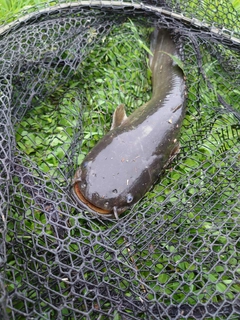 ナマズの釣果