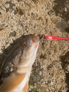 ホッケの釣果