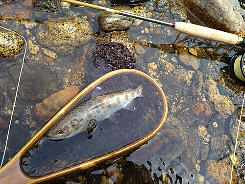 ヤマメの釣果