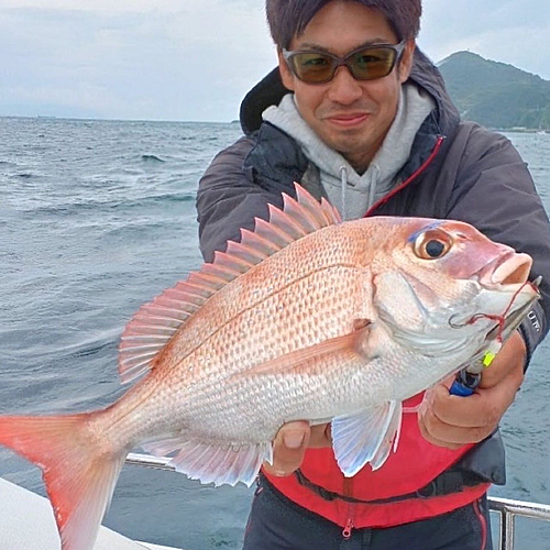 マダイの釣果