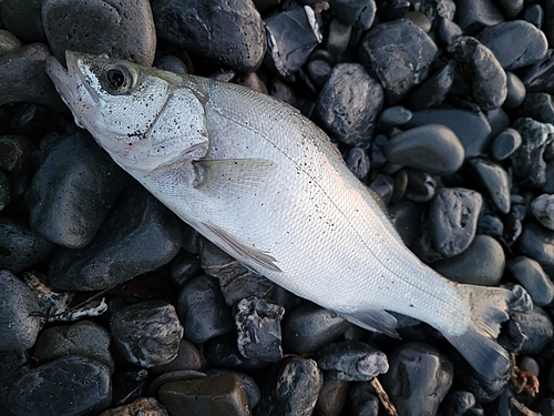 ヒラスズキの釣果