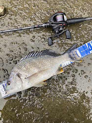 キビレの釣果