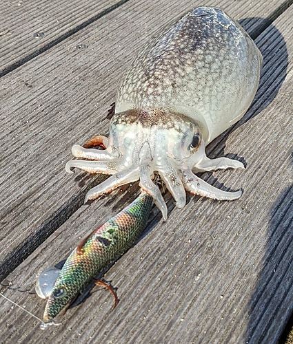 シリヤケイカの釣果