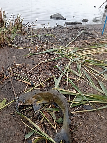 アメリカナマズの釣果