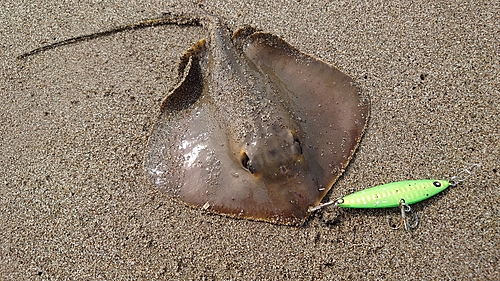 エイの釣果