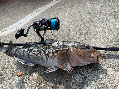 アイナメの釣果