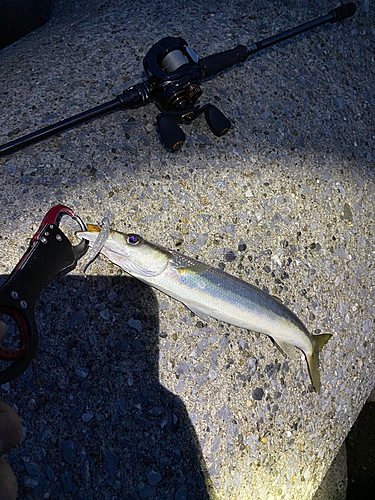 カマスの釣果