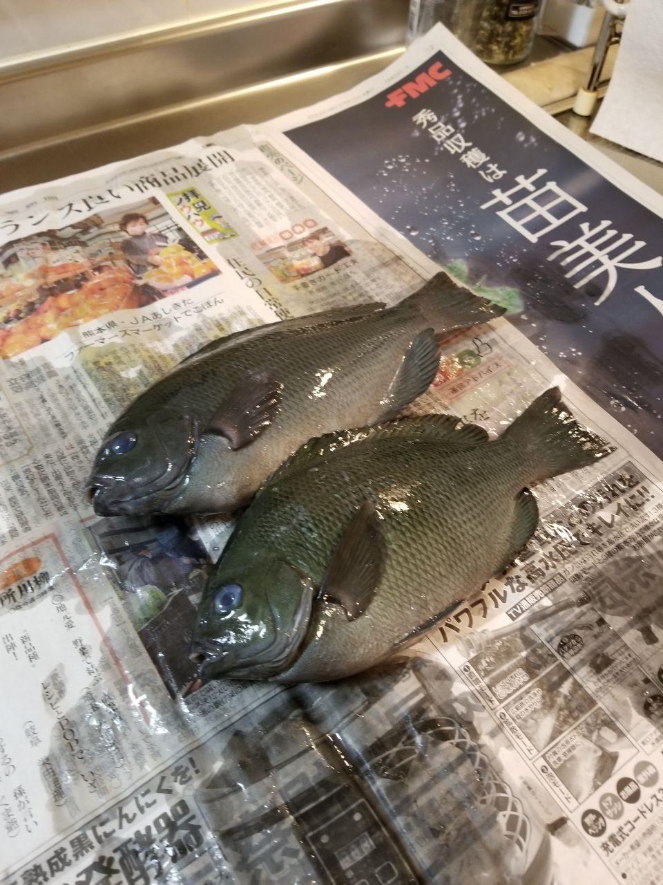 グレ