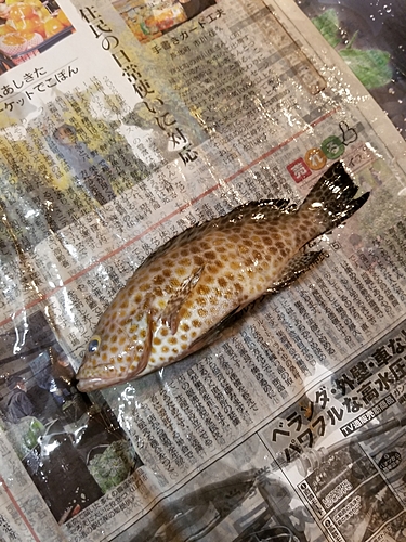 オオモンハタの釣果