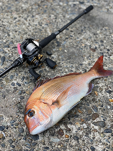 マダイの釣果