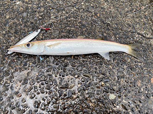 カマスの釣果