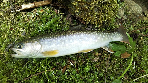 イワナの釣果