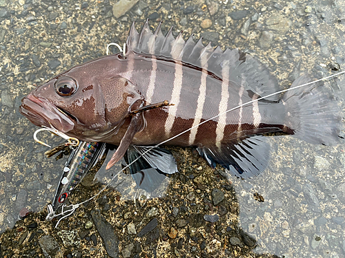 マハタの釣果