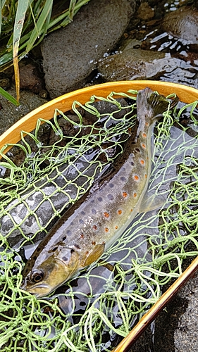 ブラウントラウトの釣果