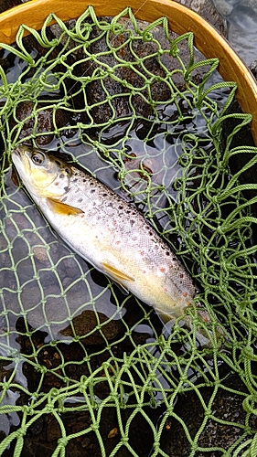 ブラウントラウトの釣果