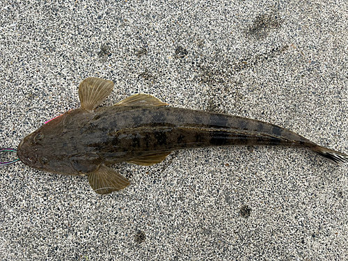 マゴチの釣果