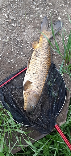 コイの釣果