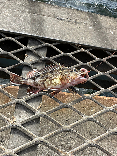 カサゴの釣果