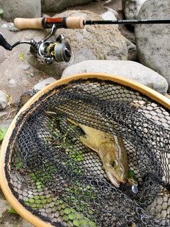 イワナの釣果