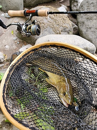 イワナの釣果