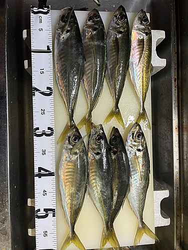 アジの釣果