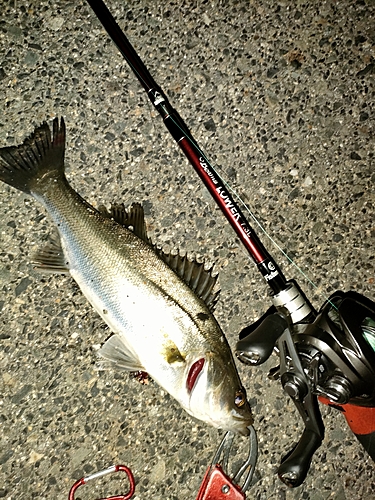 シーバスの釣果