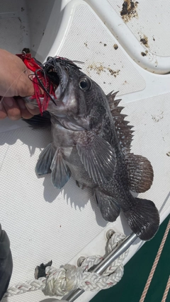 マゾイの釣果