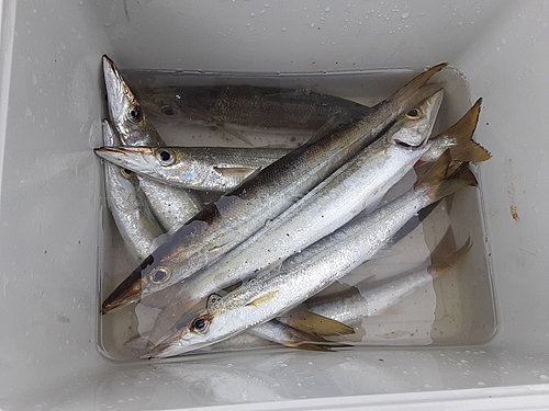 カマスの釣果