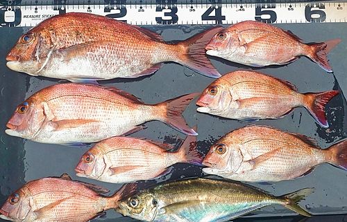 マダイの釣果