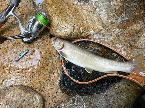 イワナの釣果