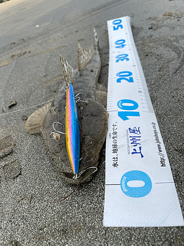 マゴチの釣果