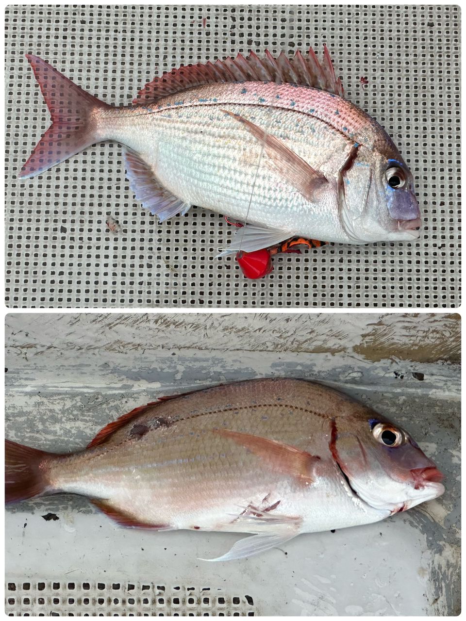 ☆沙乃○☆さんの釣果 2枚目の画像