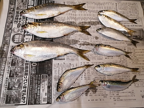 コノシロの釣果