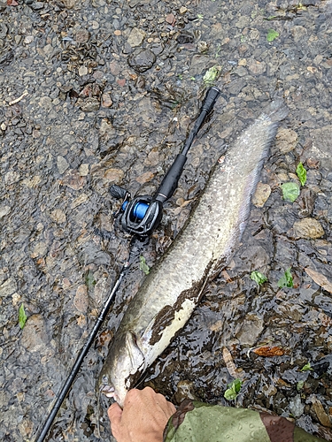 マナマズの釣果